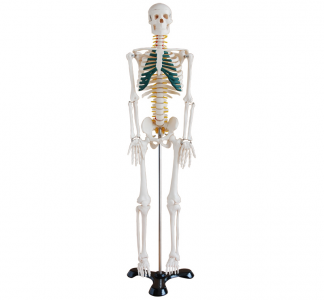 85cm Human skeleton model with nerves